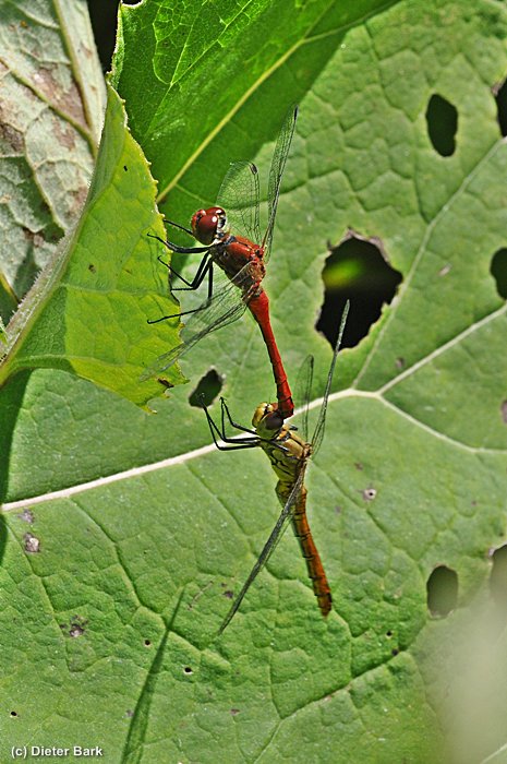 057 Rote Heidelibelle